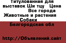 Титулованная для выставок Ши-тцу › Цена ­ 100 000 - Все города Животные и растения » Собаки   . Белгородская обл.